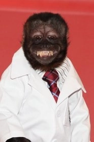 Ảnh diễn viên Crystal the Monkey